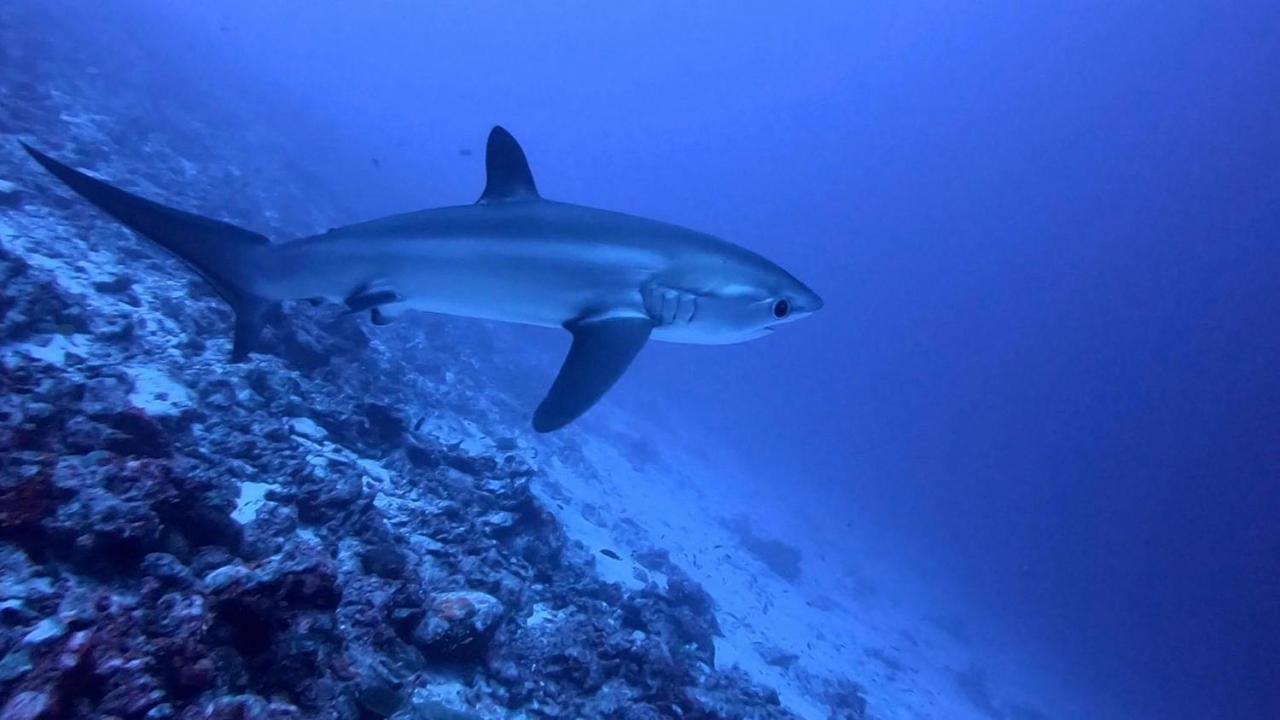 Tiger Shark Residence & Dive Fuvahmulah Exterior foto